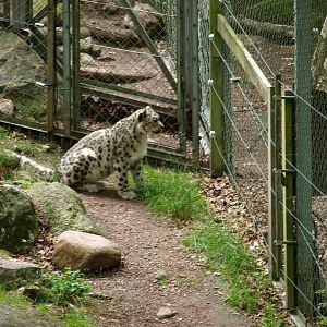 Snowleopard 2011