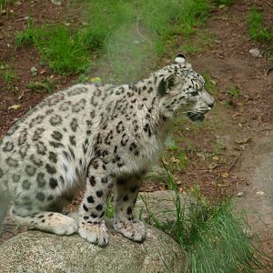Snowleopard 2011