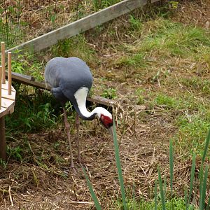 White naped crane 2011