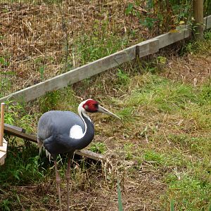 White naped crane 2011