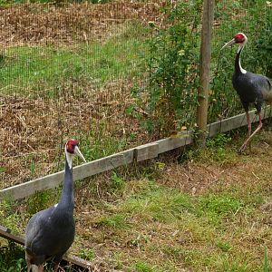 White naped crane 2011