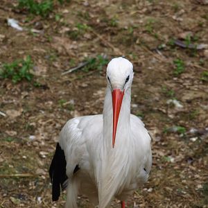 White stork 2011