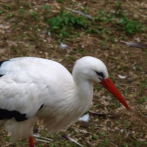 White stork 2011