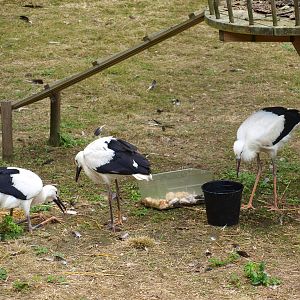 White stork 2011