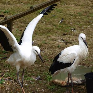 White stork 2011