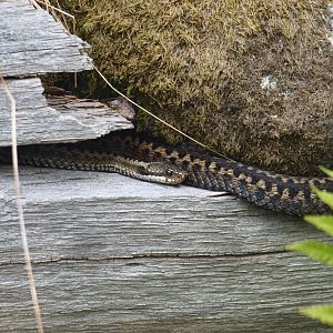 Common european adder 2011