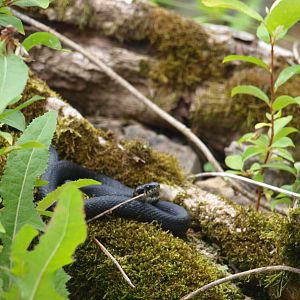 Gotland grass snake 2011