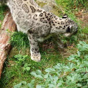 Snowleopard 2011