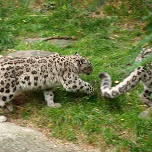 Snowleopard 2011