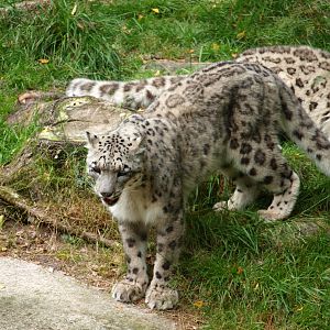 Snowleopard 2011