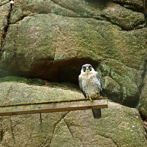 Peregrine falcon 2011