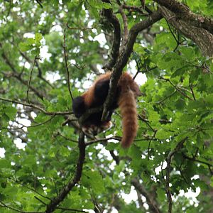Nepalese red panda 2011