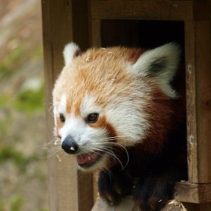 Nepalese red panda 2011