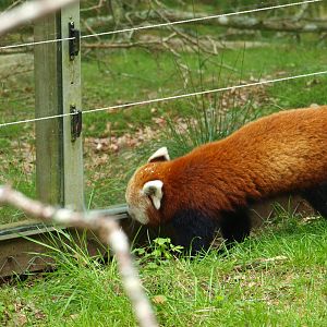 Nepalese red panda 2011