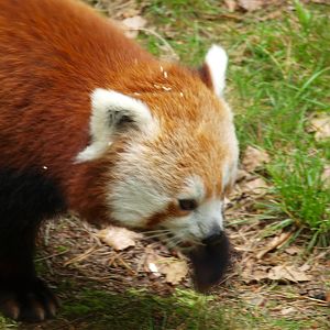 Nepalese red panda 2011
