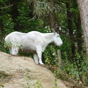 Rocky mountain goat 2011