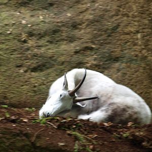 Rocky mountain goat 2011