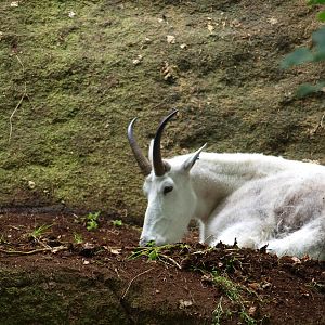 Rocky mountain goat 2011