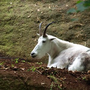 Rocky mountain goat 2011