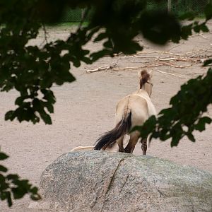 Przewalski’s horse 2011