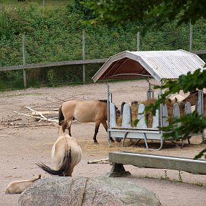 Przewalski’s horse 2011