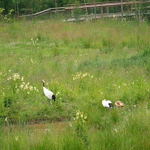 Red crowned cranes 2011