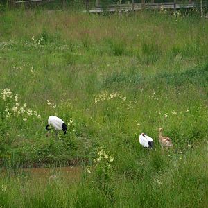 Red crowned cranes 2011