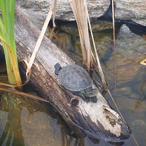 European pond turtle 2011