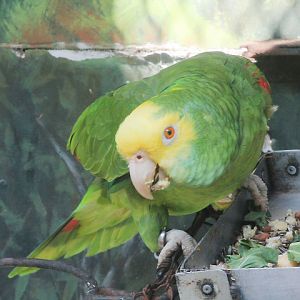 Belize yellow-headed amazon (Amazona oratrix belizensis)