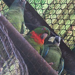 Red-throated conure (Psittacara rubritorquis)