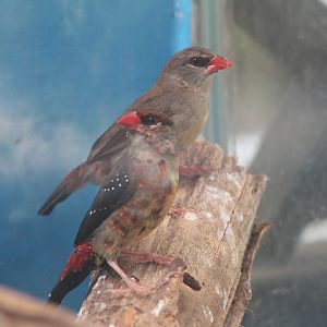 Red avadavat (Amandava amandava amandava)