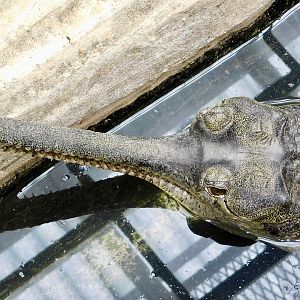 Gharial (Gavialis gangeticus) March 2, 2025
