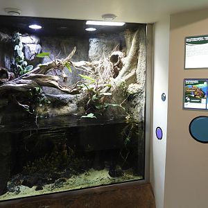 Aquaterrarium for Morelia carinata & Melanotaenia pygmaea