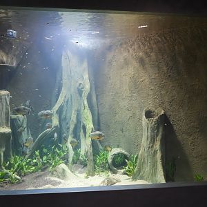 Piranha tank