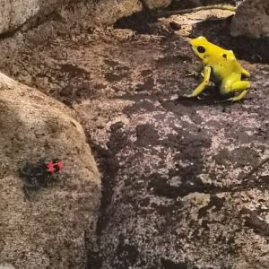 Golden poison Frog and Blessed poison Frog