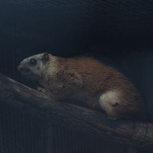 Laut Island giant squirrel (Ratufa affinis ephippium)