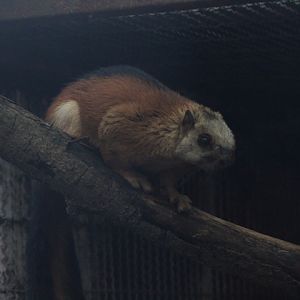 Laut Island giant squirrel (Ratufa affinis ephippium)