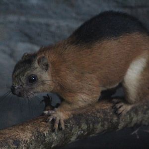 Laut Island giant squirrel (Ratufa affinis ephippium)