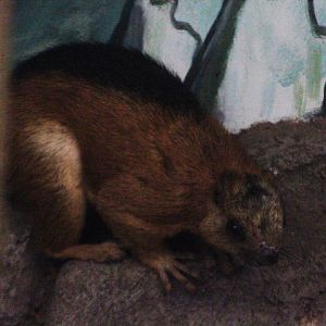 Laut Island giant squirrel (Ratufa affinis ephippium)