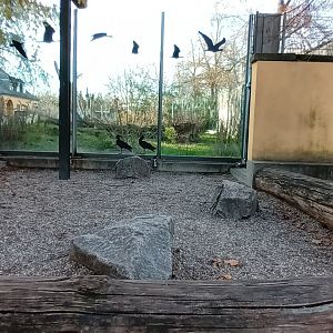 smaller viewing area Syrian brown Bear Enclosure