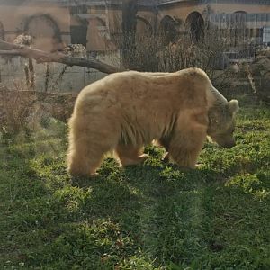 Syrian brown Bear