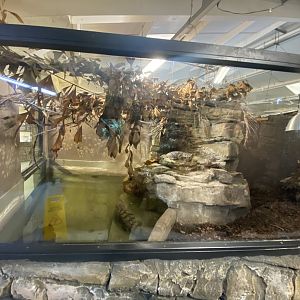 2nd view of freshwater crocodile enclosure