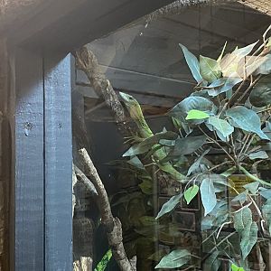 Green tree monitor