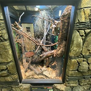 Royal python exhibit