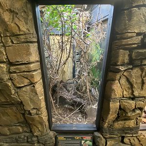 Panther chameleon exhibit