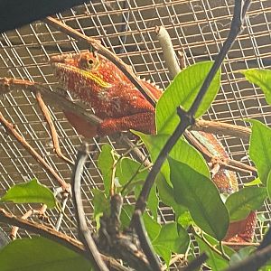 Panther chameleon image 1