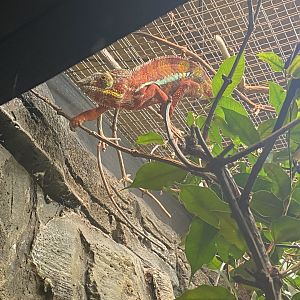 Panther chameleon image 2