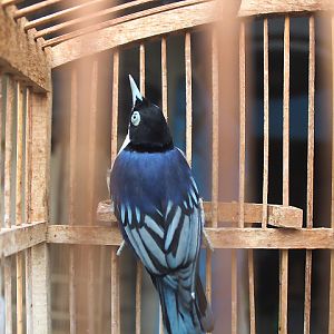 Blue nuthatch (Sitta azurea azurea)