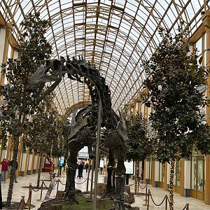 Apatosaurus skeleton