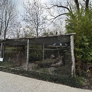 African grey parrot aviary